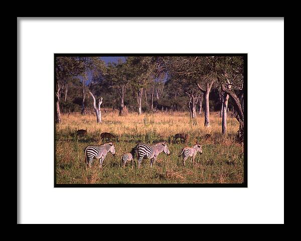 Africa Framed Print featuring the photograph Zebra Family Landscape by Russ Considine