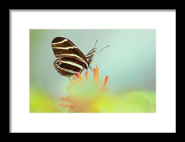 Beautiful Butterfly Photography Framed Print featuring the photograph Zebra In My Garden by Carol Eade