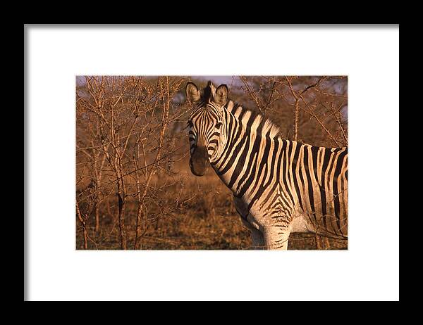 Africa Framed Print featuring the photograph Zebra Portrait at Sunset by Russ Considine