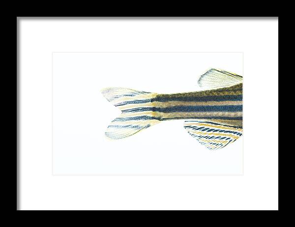 Vertebrate Framed Print featuring the photograph Zebrafish VI by PaulBull