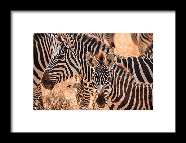 3scape Framed Print featuring the photograph Zebras by Adam Romanowicz