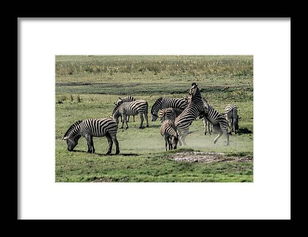 Africa Framed Print featuring the photograph Zebras Fighting by Betty Eich