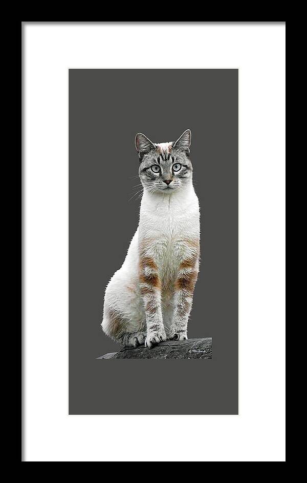Duane Mccullough Framed Print featuring the photograph Zing the Cat Clear by Duane McCullough