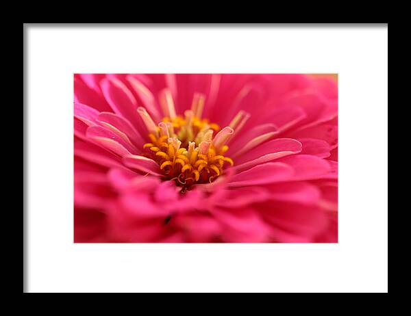 Laurie Lago Rispoli Framed Print featuring the photograph Zinnia close up by Laurie Lago Rispoli