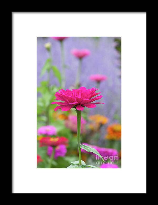 Zinnia Elegans Giant Double Mixed Framed Print featuring the photograph Zinnia Elegans Giant Double Mixed Flower by Tim Gainey