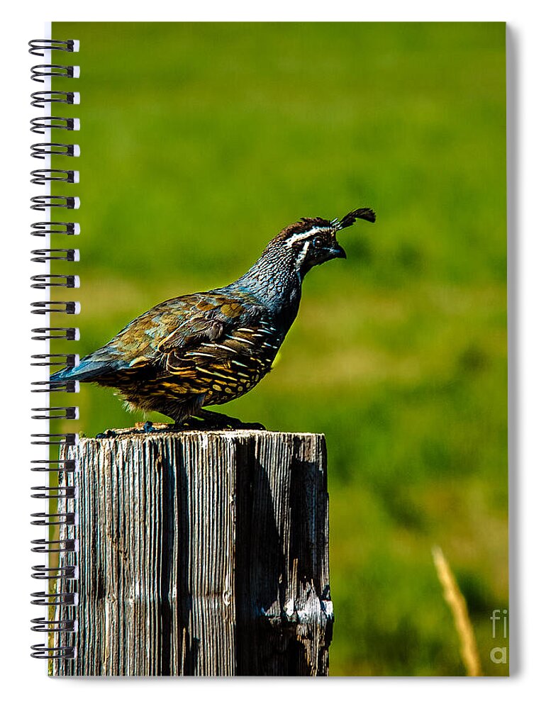Birds Spiral Notebook featuring the photograph California Valley Quail by Robert Bales