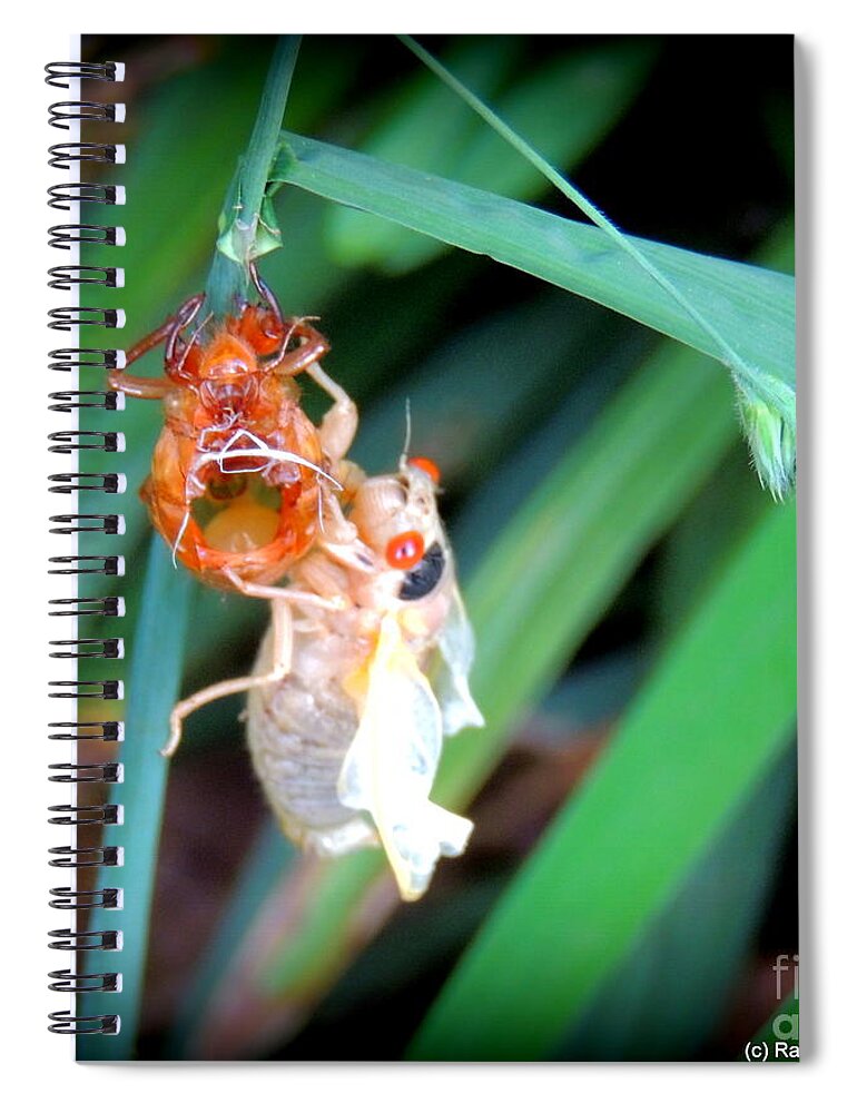 Insects Spiral Notebook featuring the photograph Cicada Coming Out by Rabiah Seminole