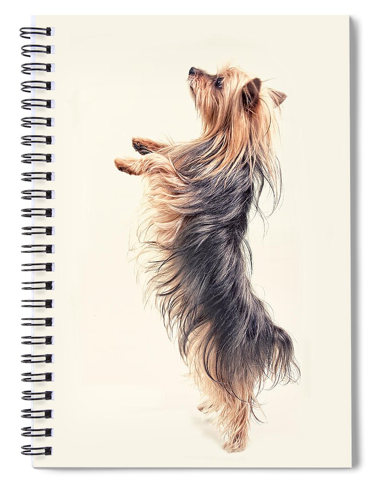 Yorkie Spiral Notebook featuring the digital art Dancing Yorkshire Terrier by Susan Stone