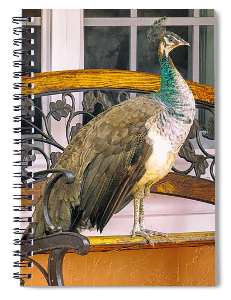 Critter Spiral Notebook featuring the photograph Fine Feathered Neighbor by Sylvia J Zarco