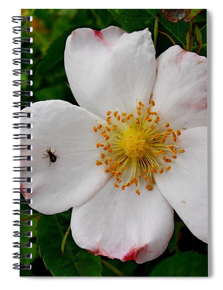 Flower Spiral Notebook featuring the photograph Going Hiking by Yolanda Raker