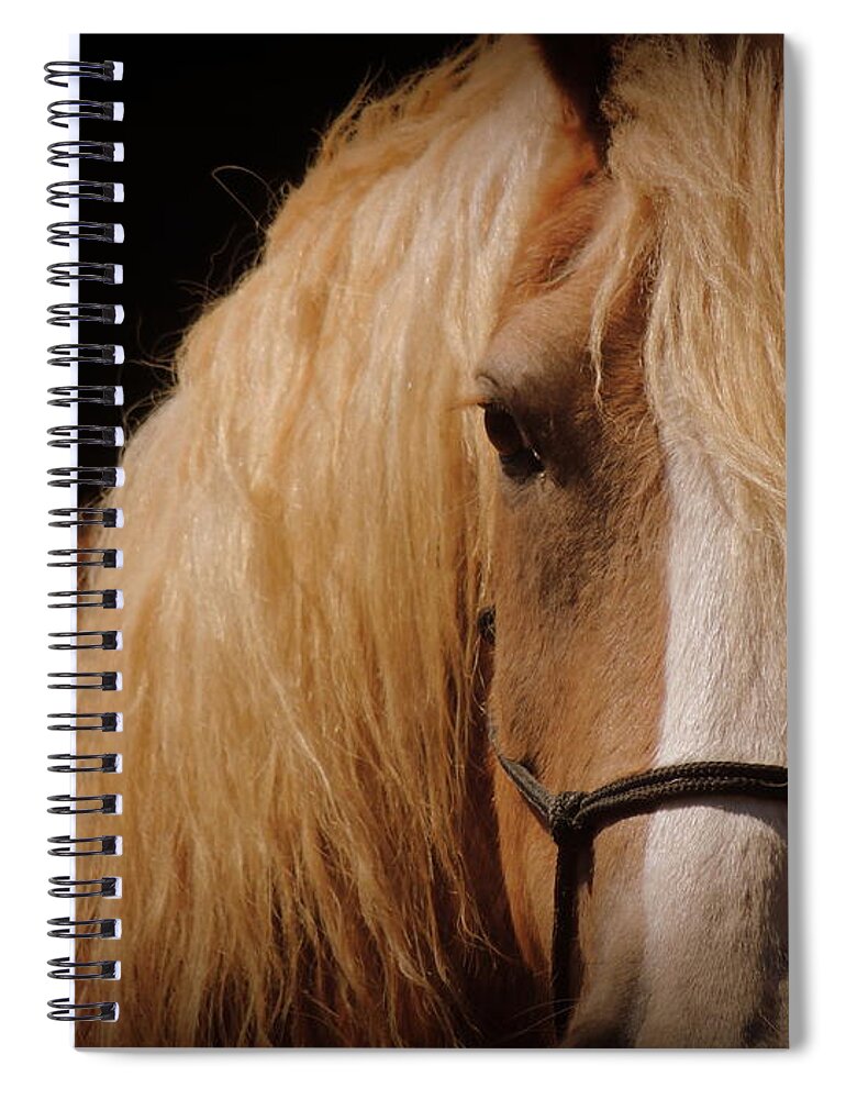 Horse Spiral Notebook featuring the photograph Portrait of Buddy by Rabiah Seminole