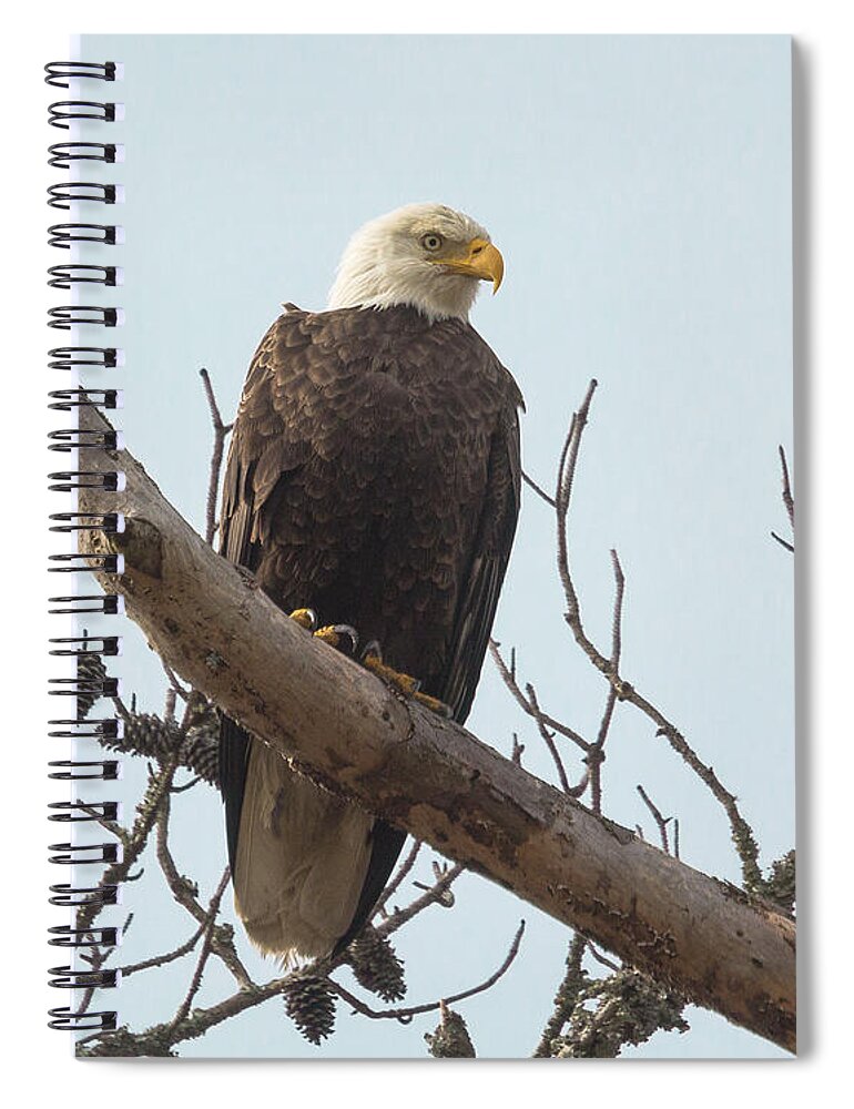Bald Eagle Spiral Notebook featuring the photograph Resting Bald Eagle by Patricia Schaefer