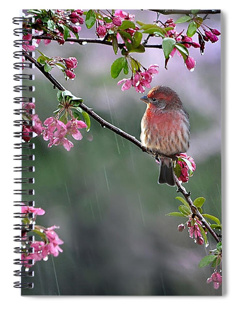 Nature Spiral Notebook featuring the photograph Singing in the Rain 2  by Nava Thompson