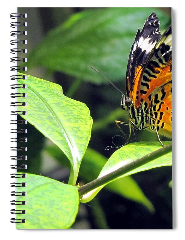Butterfly Spiral Notebook featuring the photograph Tiger Wings by Jennifer Wheatley Wolf