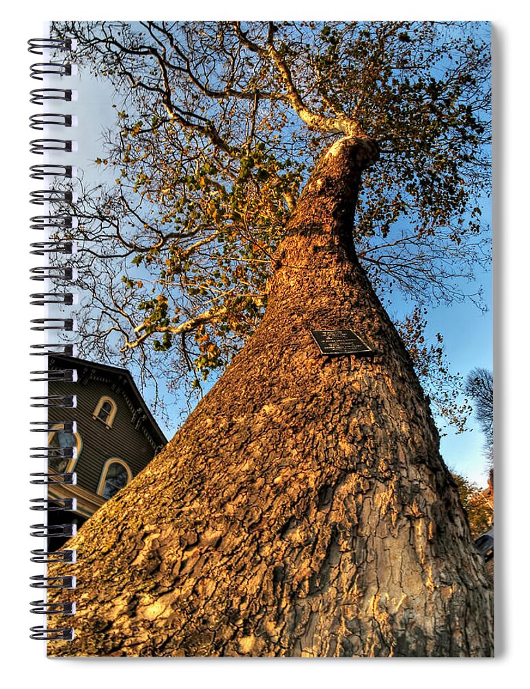  Spiral Notebook featuring the photograph 001 Oldest Tree Believed to be Here in the Q.C. Series by Michael Frank Jr