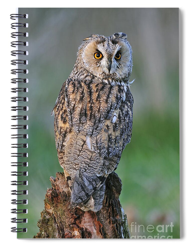Long-eared Owl Spiral Notebook featuring the photograph 090811p316 by Arterra Picture Library