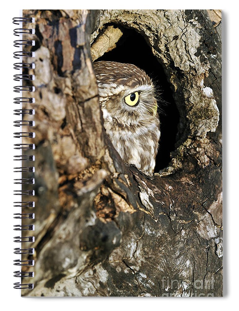 Little Owl Spiral Notebook featuring the photograph 090811p325 by Arterra Picture Library