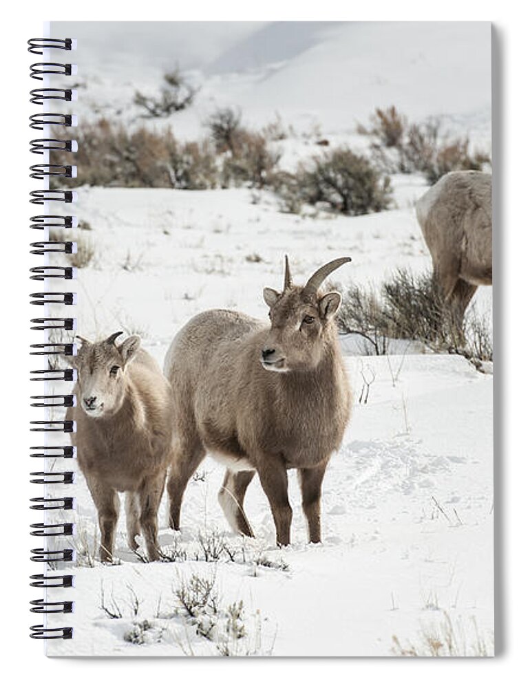 Wildlife Spiral Notebook featuring the photograph A Family Affair #1 by Sandra Bronstein