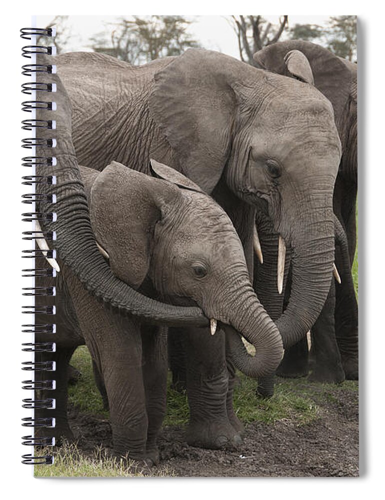 Feb0514 Spiral Notebook featuring the photograph African Elephant Herd Grazing Kenya #1 by Tui De Roy