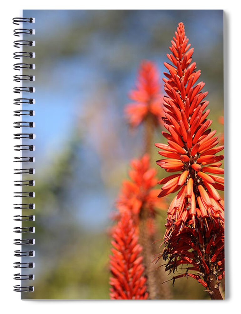  Flower Spiral Notebook featuring the photograph Aloe succotrina #1 by Nicholas Burningham