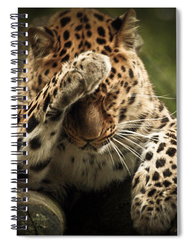 Animal Spiral Notebook featuring the photograph Amur Leopard #1 by Chris Boulton