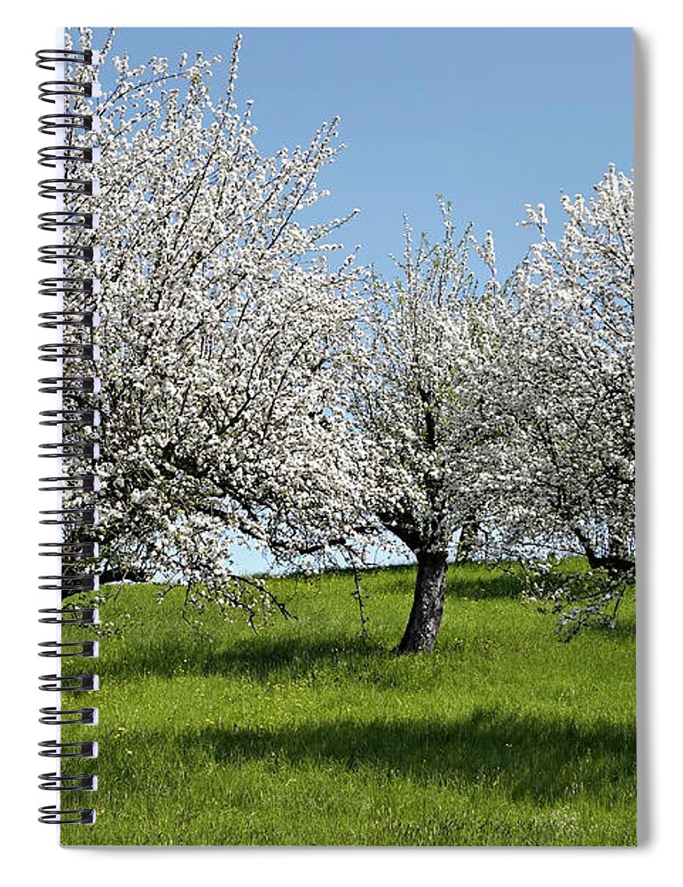 Grass Spiral Notebook featuring the photograph Apple Trees In Full Bloom #1 by Wilfried Krecichwost