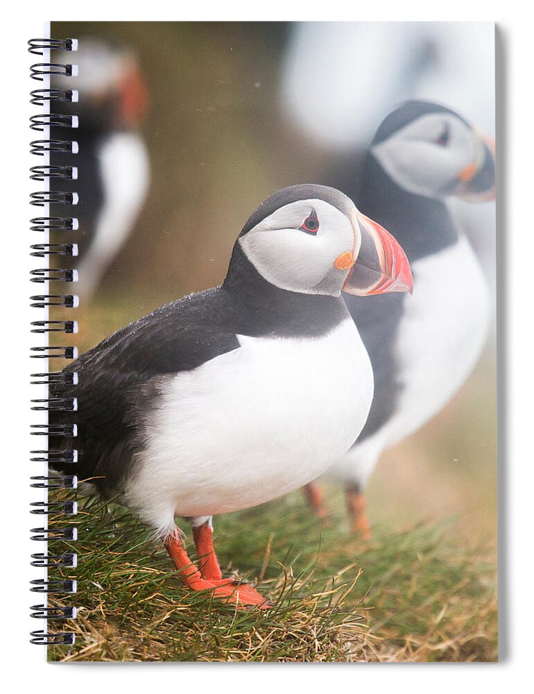 Photography Spiral Notebook featuring the photograph Atlantic Puffins Fratercula Arctica #1 by Panoramic Images