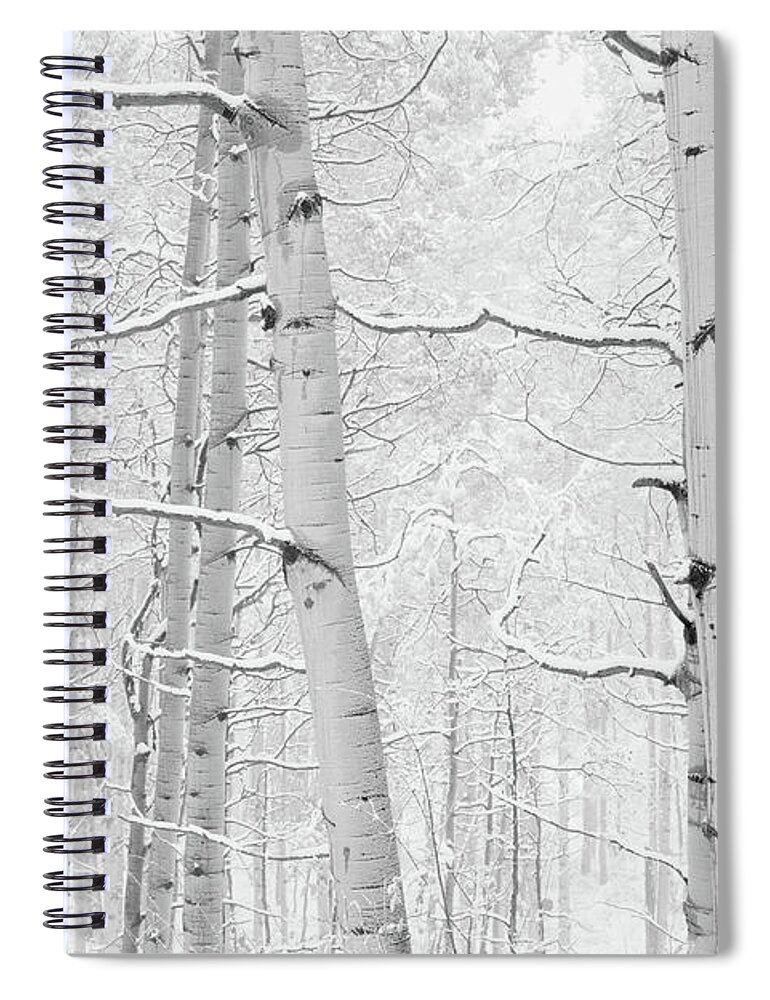 Photography Spiral Notebook featuring the photograph Autumn Aspens With Snow, Colorado, Usa #1 by Panoramic Images