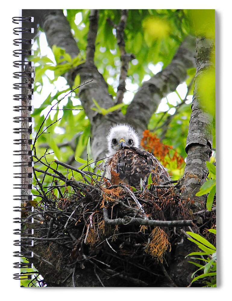 Red Shouldered Hawk Spiral Notebook featuring the photograph Baby Red Shouldered Hawk in Nest #4 by Jai Johnson