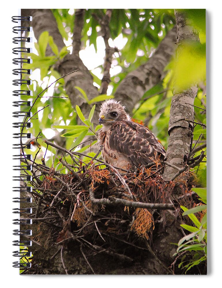 Red Shouldered Hawk Spiral Notebook featuring the photograph Baby Red Shouldered Hawk #1 by Jai Johnson