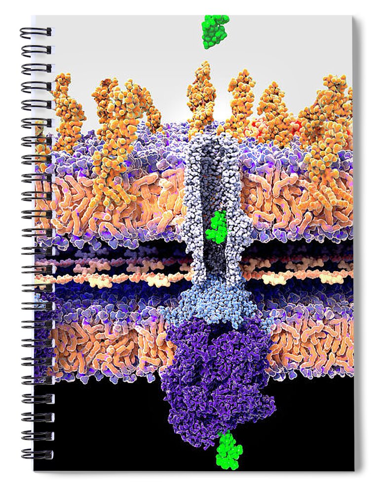 Antibiotic Spiral Notebook featuring the photograph Bacterial Wall And Antibiotic Resistance #1 by Juan Gaertner