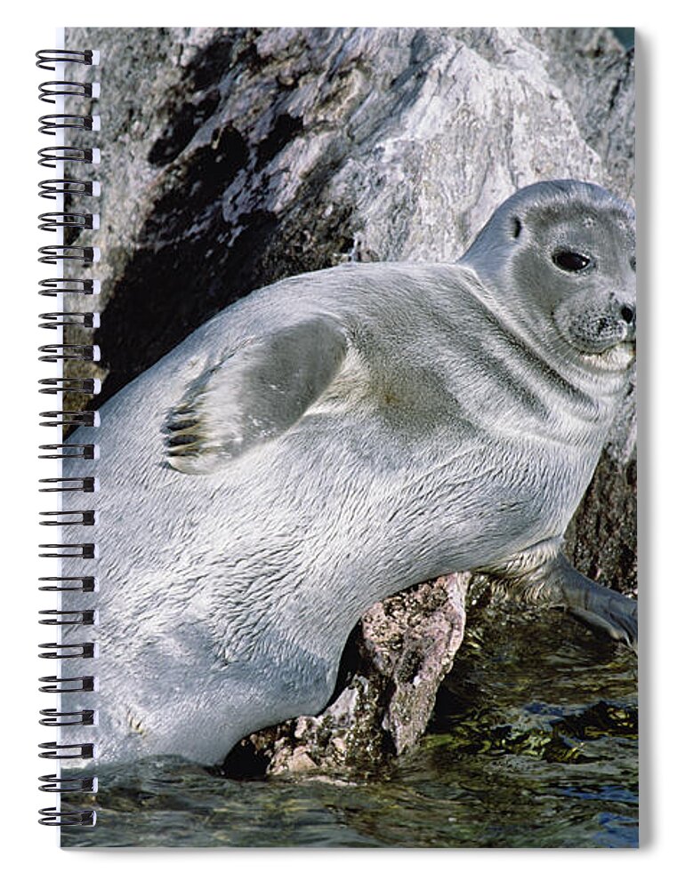 Feb0514 Spiral Notebook featuring the photograph Baikal Seal Lake Baikal Russia by Konrad Wothe