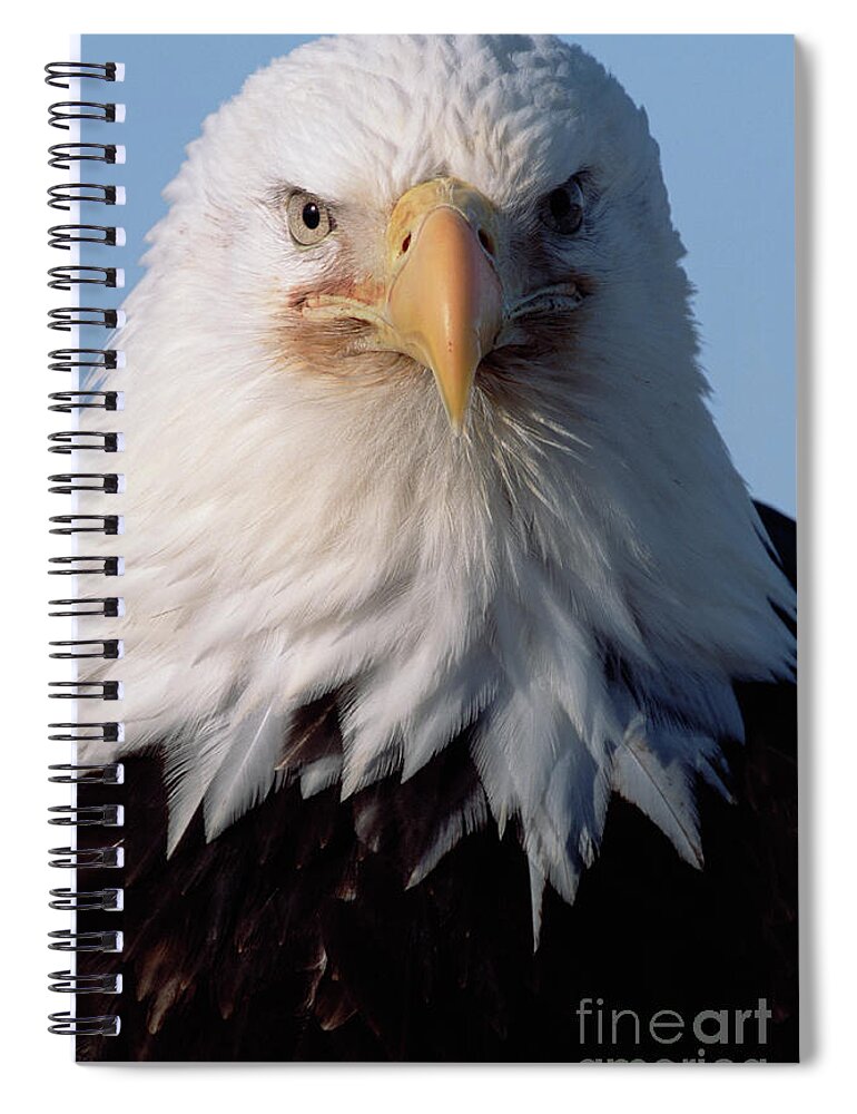 00343908 Spiral Notebook featuring the photograph Bald Eagle Alaska by Yva Momatiuk John Eastcott