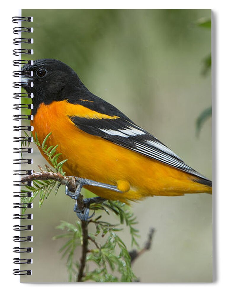 Baltimore Oriole Spiral Notebook featuring the photograph Baltimore Oriole #1 by Anthony Mercieca