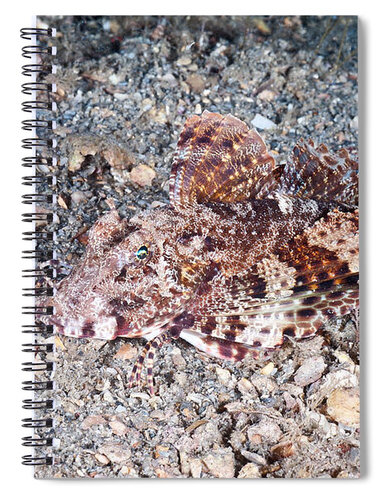 Bandtail Searobin Spiral Notebook featuring the photograph Bandtail Searobin #1 by Andrew J. Martinez