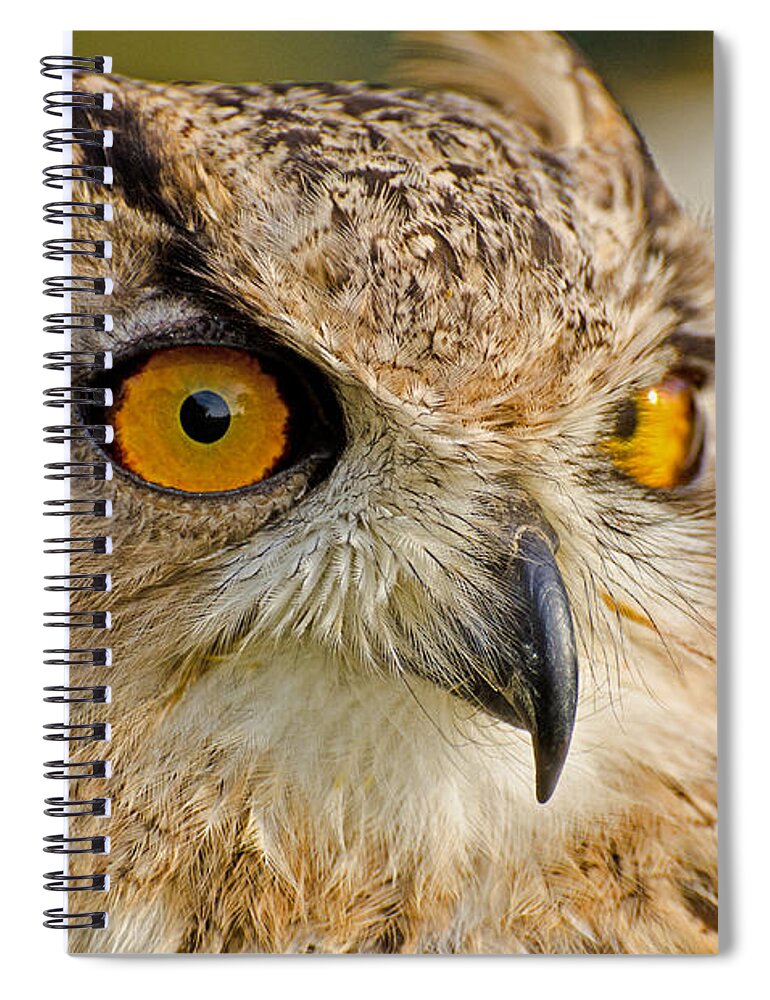 Bengal Owl Spiral Notebook featuring the photograph Bengal Owl #1 by Chris Thaxter
