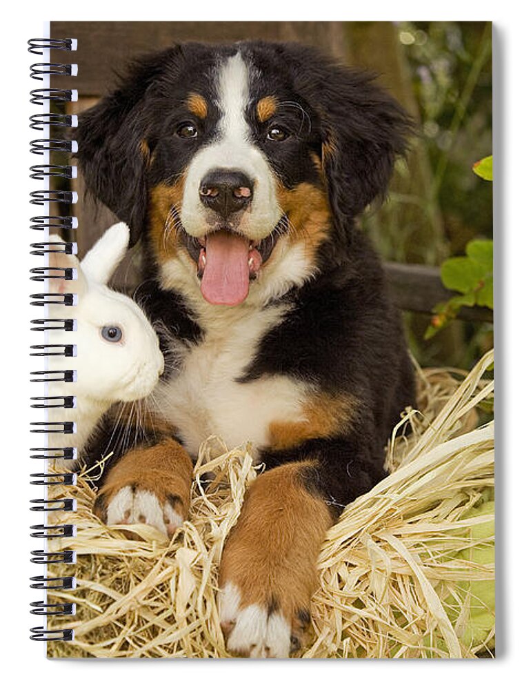 Bernese Mountain Dog Spiral Notebook featuring the photograph Bernese Mountain Puppy And Rabbit #1 by Jean-Michel Labat