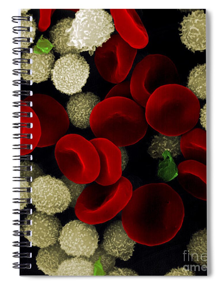 Leukocyte Spiral Notebook featuring the photograph Blood Cells by Stem Jems