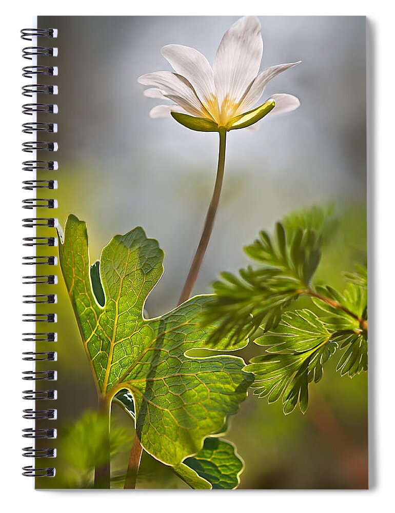 2014 Spiral Notebook featuring the photograph Bloodroot #2 by Robert Charity