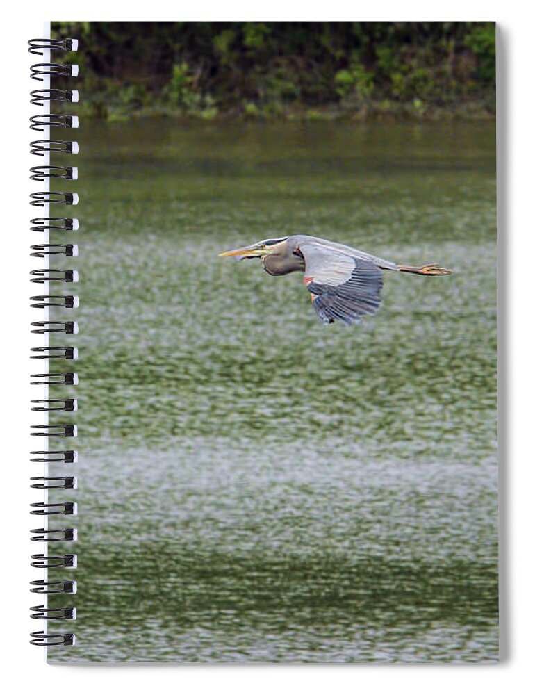 Bird Spiral Notebook featuring the photograph Blue Heron in Flight #1 by Jai Johnson