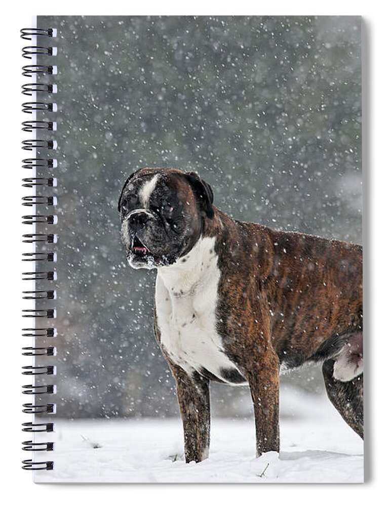 Dog Spiral Notebook featuring the photograph Boxer In Snow #1 by Johan De Meester