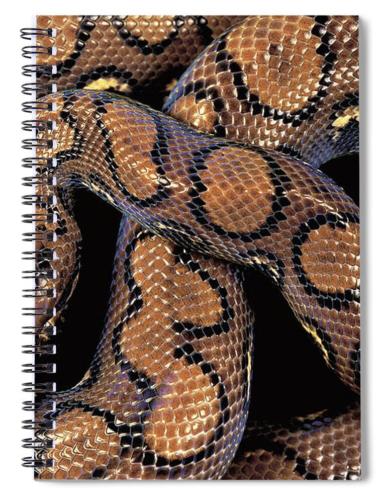 Infocus127 Spiral Notebook featuring the photograph Brazilian Rainbow Boa #1 by Art Wolfe