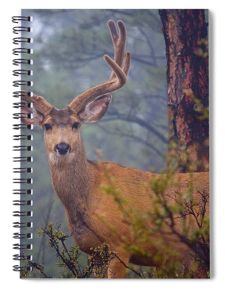 Colorado Spiral Notebook featuring the photograph Buck Deer in a mystical foggy forest scene #1 by Steven Krull