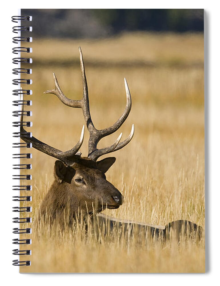 535869 Spiral Notebook featuring the photograph Bull Elk Yellowstone Wyoming #1 by Steve Gettle