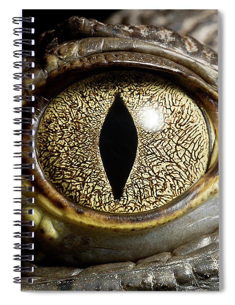 Eyesight Spiral Notebook featuring the photograph Caiman Crocodiles Eye, Close Up by Jonathan Knowles