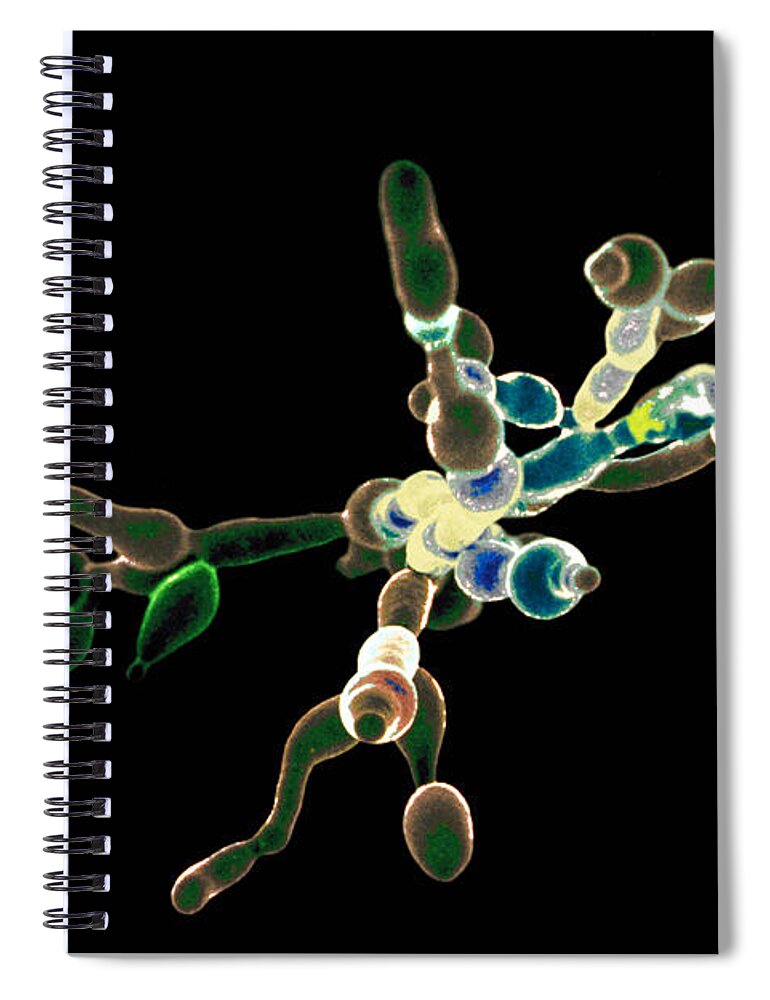 Candida Albicans Spiral Notebook featuring the photograph Candida Albicans #1 by David M. Phillips