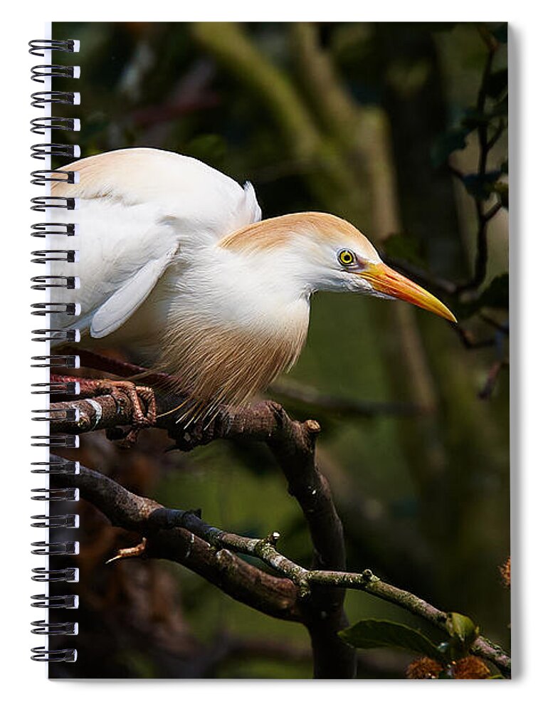 Cattle Spiral Notebook featuring the photograph Cattle egret in a tree #1 by Nick Biemans