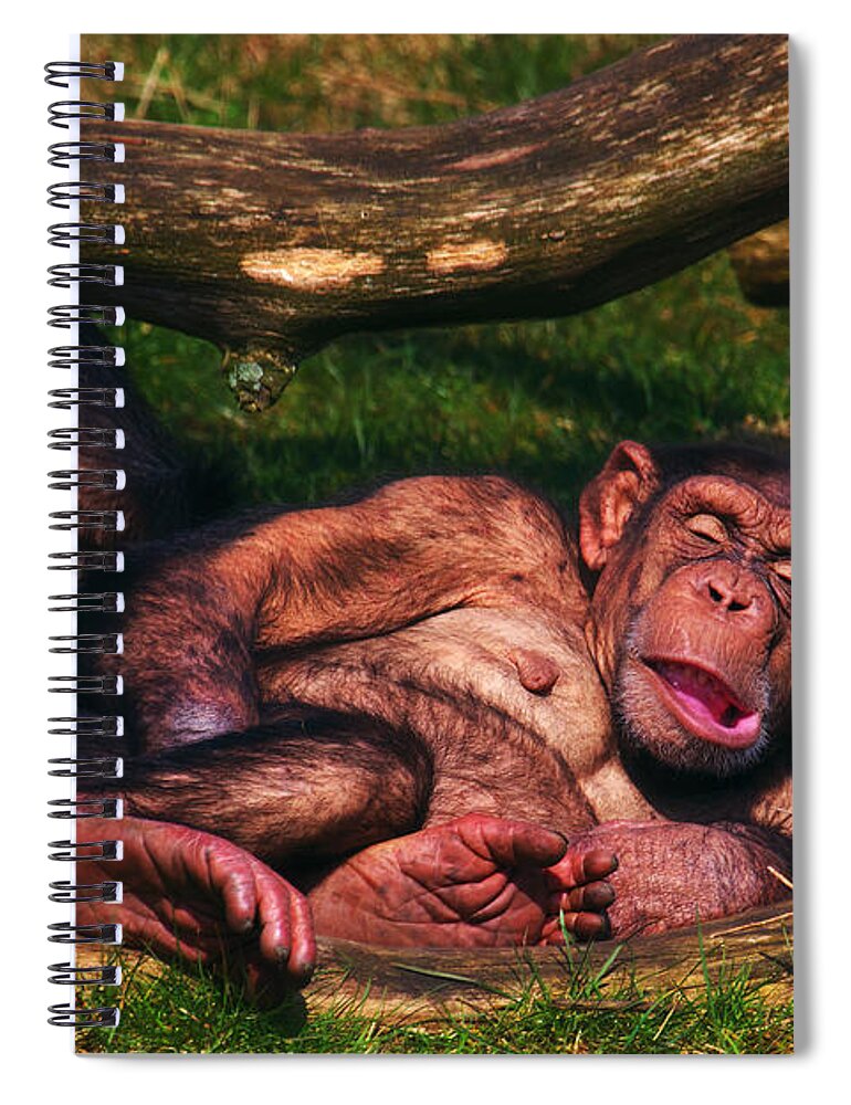Chimpanzees Spiral Notebook featuring the photograph Chimpanzees taking a nap #2 by Nick Biemans