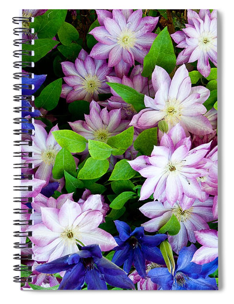 Clematis Spiral Notebook featuring the photograph Clematis Flowers #1 by William H. Mullins