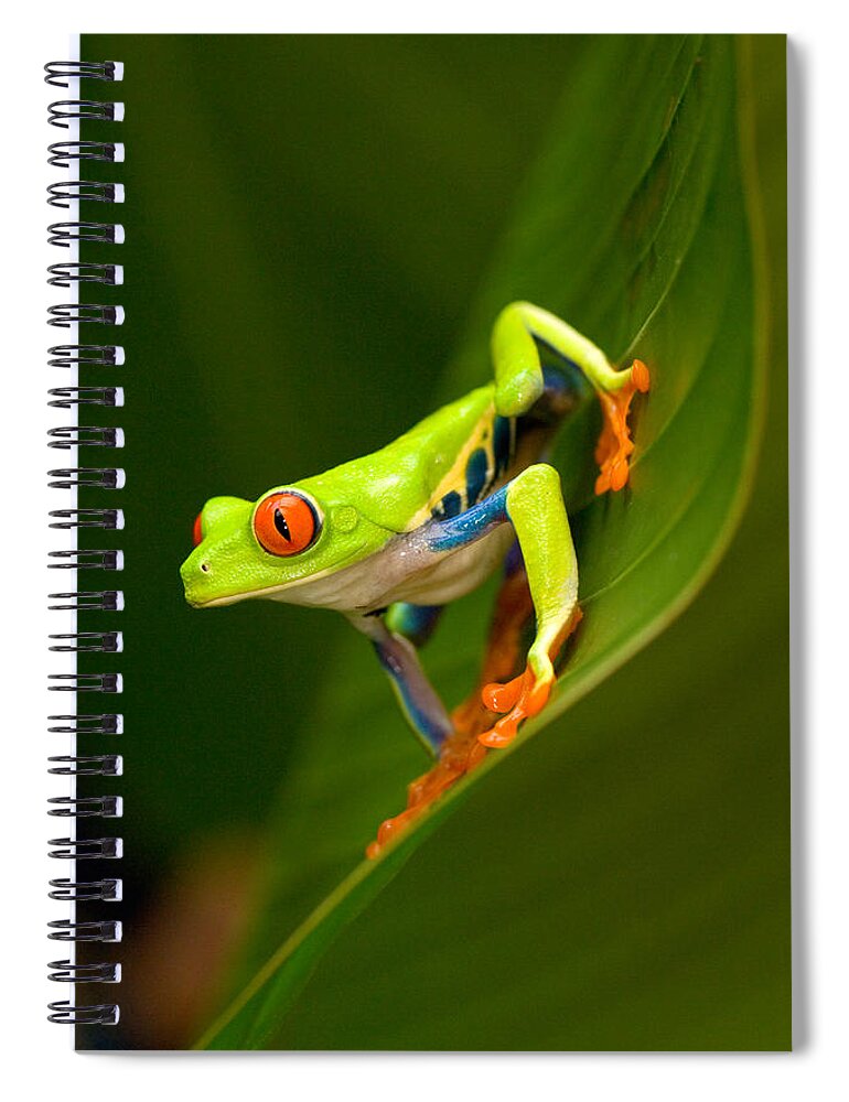 Photography Spiral Notebook featuring the photograph Close-up Of A Red-eyed Tree Frog #1 by Panoramic Images